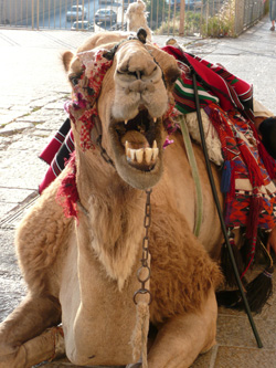 Camel