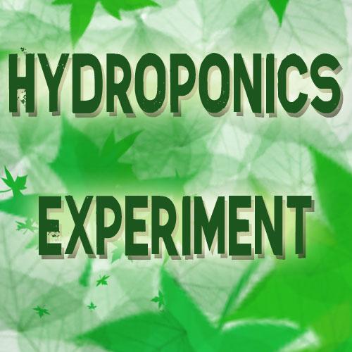 Hydroponics Experiment | Behrman House Publishing