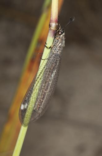 Metamorphosis