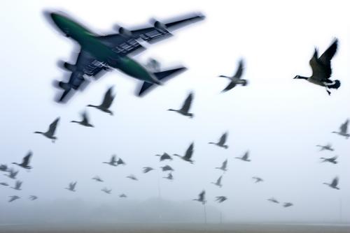 Students Prevent Bird-Plane Collisions