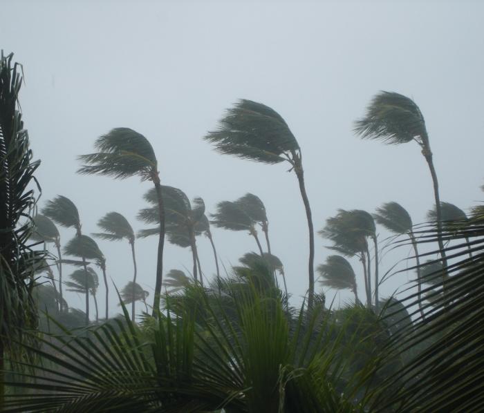 trees in a hurricane hurricane