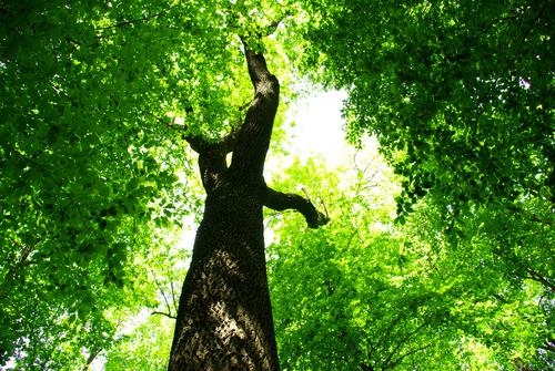 Tu B'Shevat Poetry