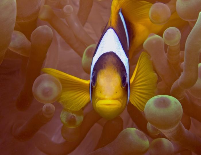 clownfish in anemone