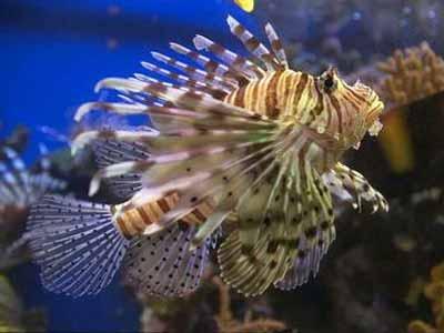 Eilat's Aquarium