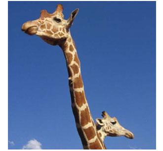 Biblical Zoo