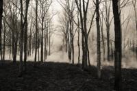 burnt forest burnt forest