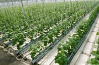 hydroponics greenhouse hydroponics greenhouse