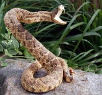 snake snake