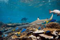 shark and fish