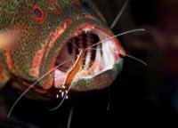 shrimp and grouper