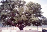 mt tabor oak