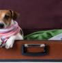 New Vacation Trends for Your Furry Friend: Part of Tza’ar Ba’alei Chayim (Kindness to Animals)?